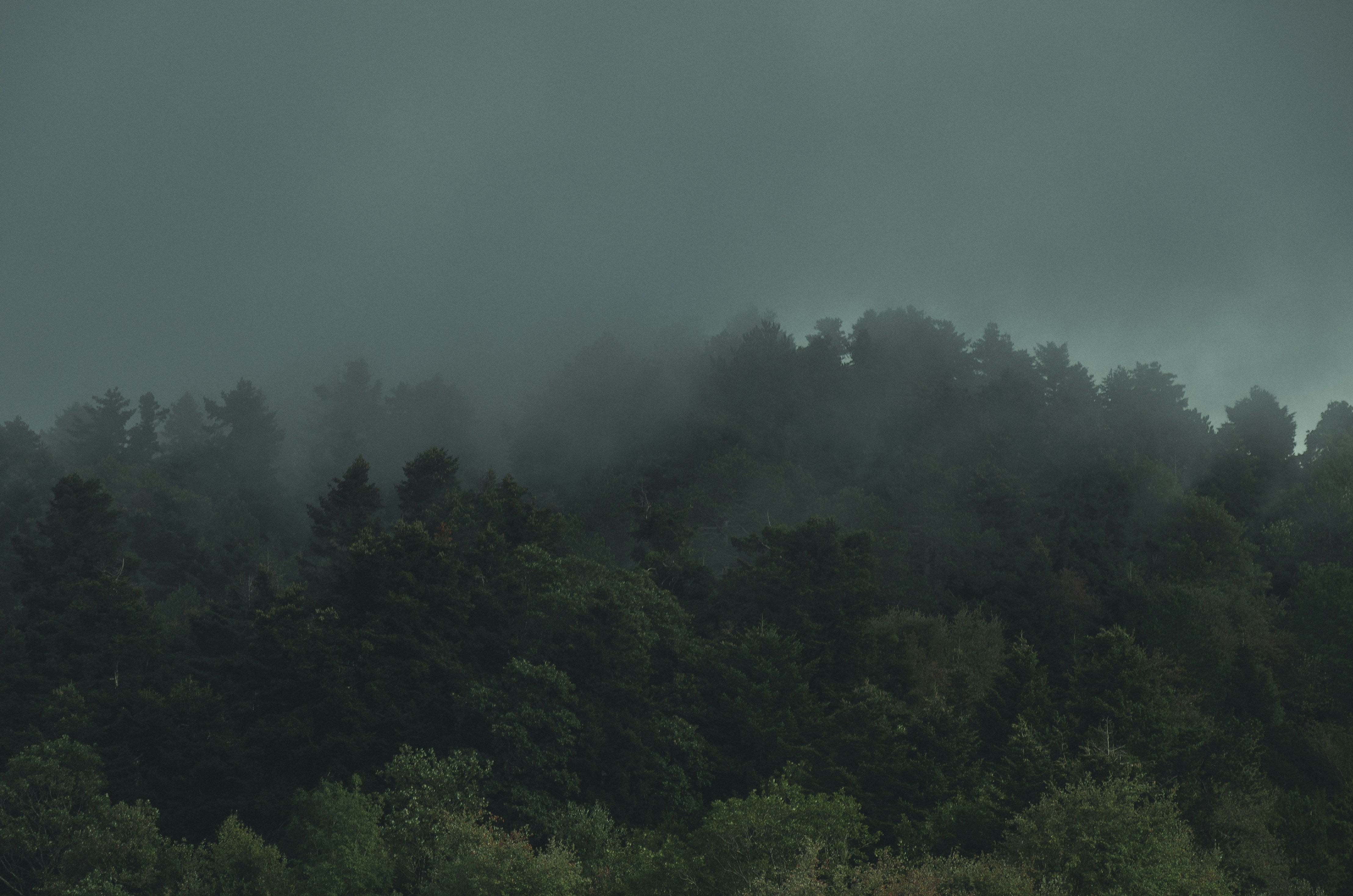 a foggy forest filled with lots of trees