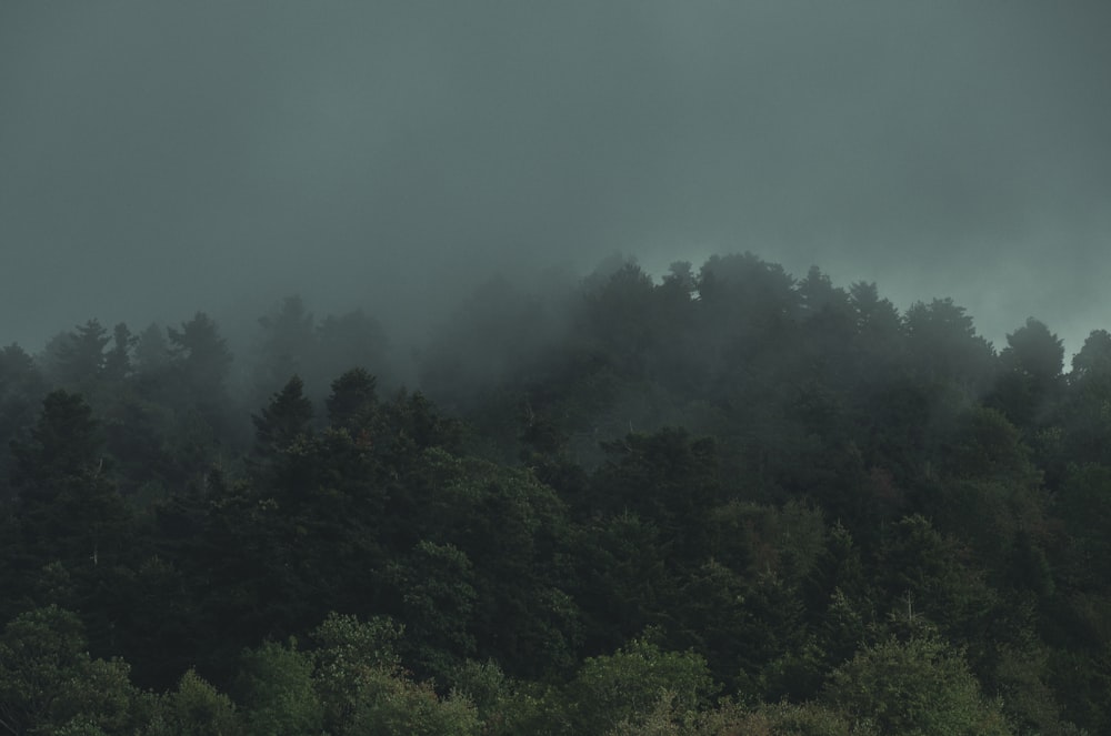 a foggy forest filled with lots of trees