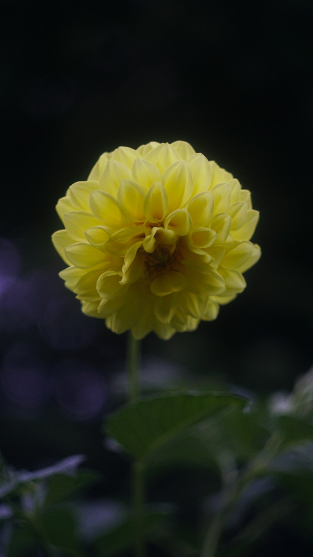 a yellow flower with green leaves in the foreground