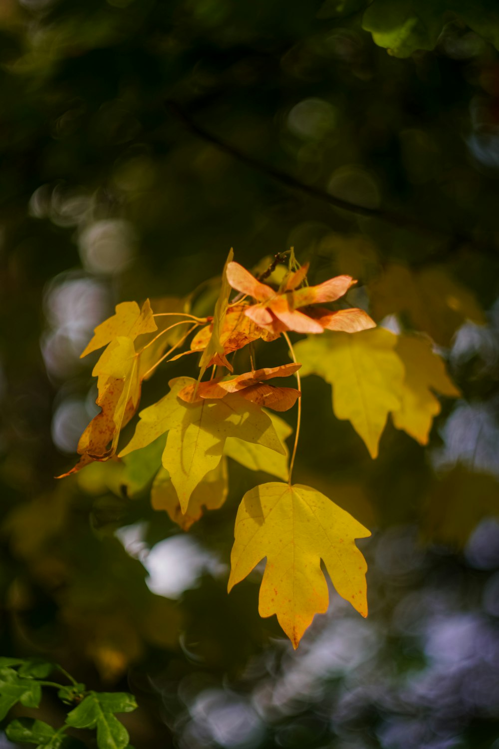 a close up of a tree with yellow leaves