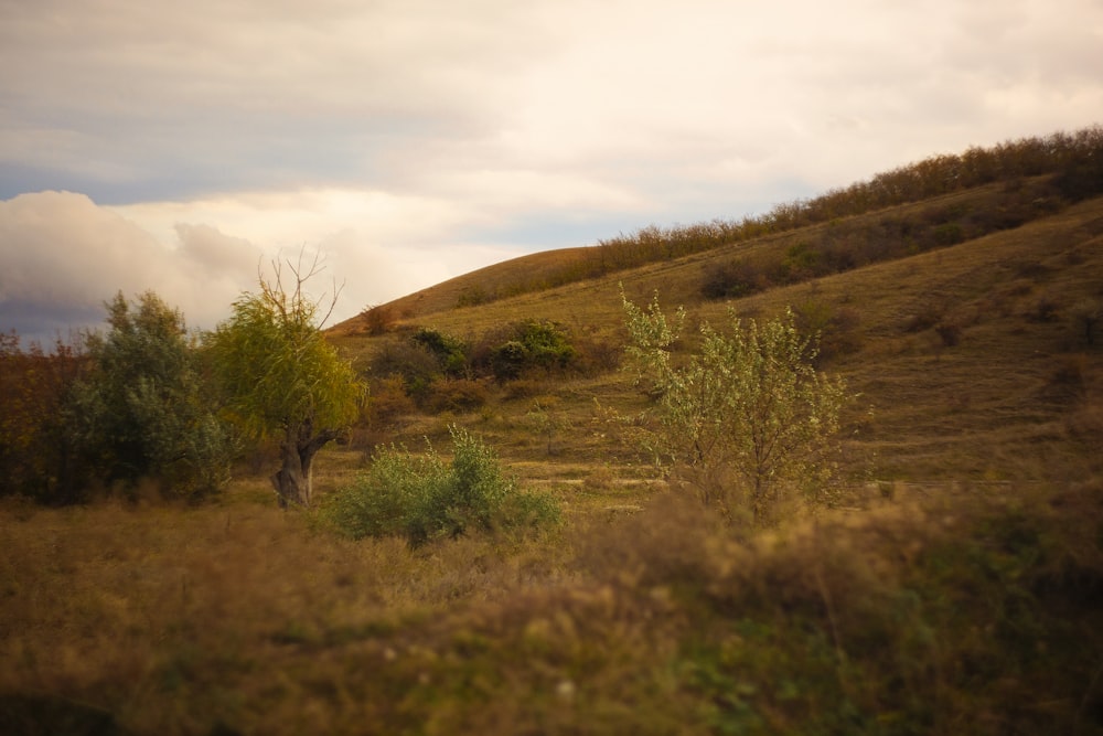 a grassy hill with trees and bushes on it