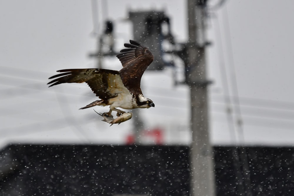 an ospree flies with a fish in it's talon