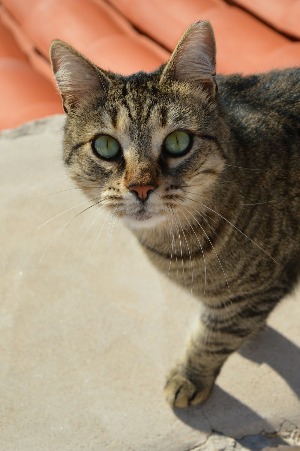 a cat standing on top of a cement slab