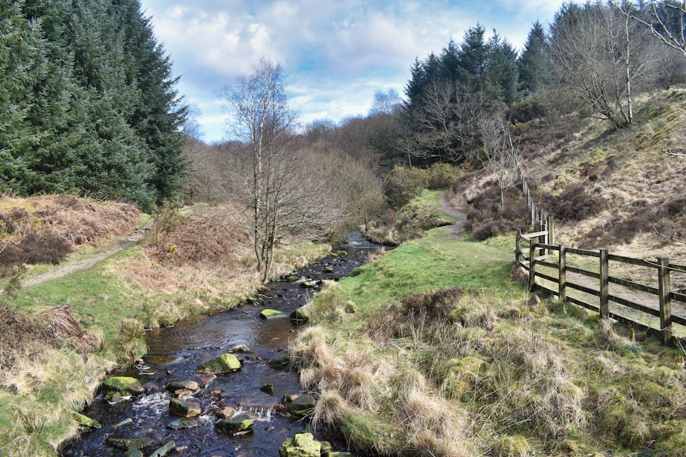 a stream running through a lush green forest