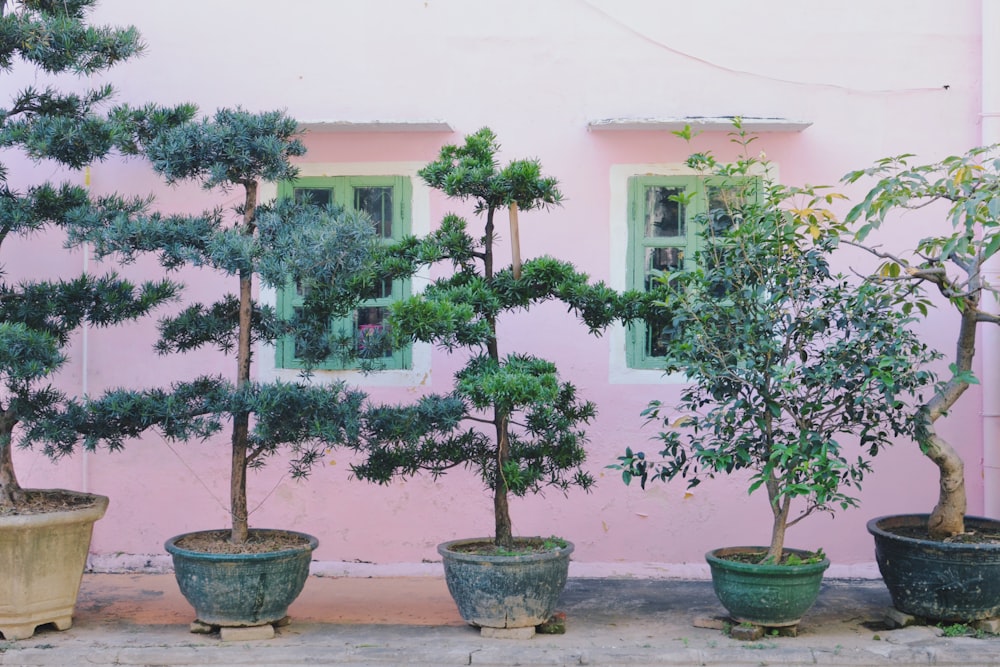 a row of bonsai trees in front of a pink building