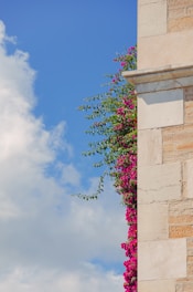 a tall brick building with pink flowers growing on it