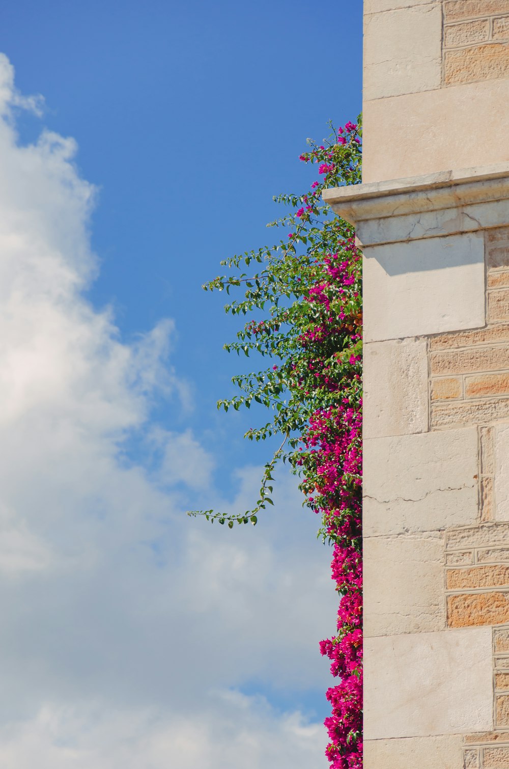 a tall brick building with pink flowers growing on it