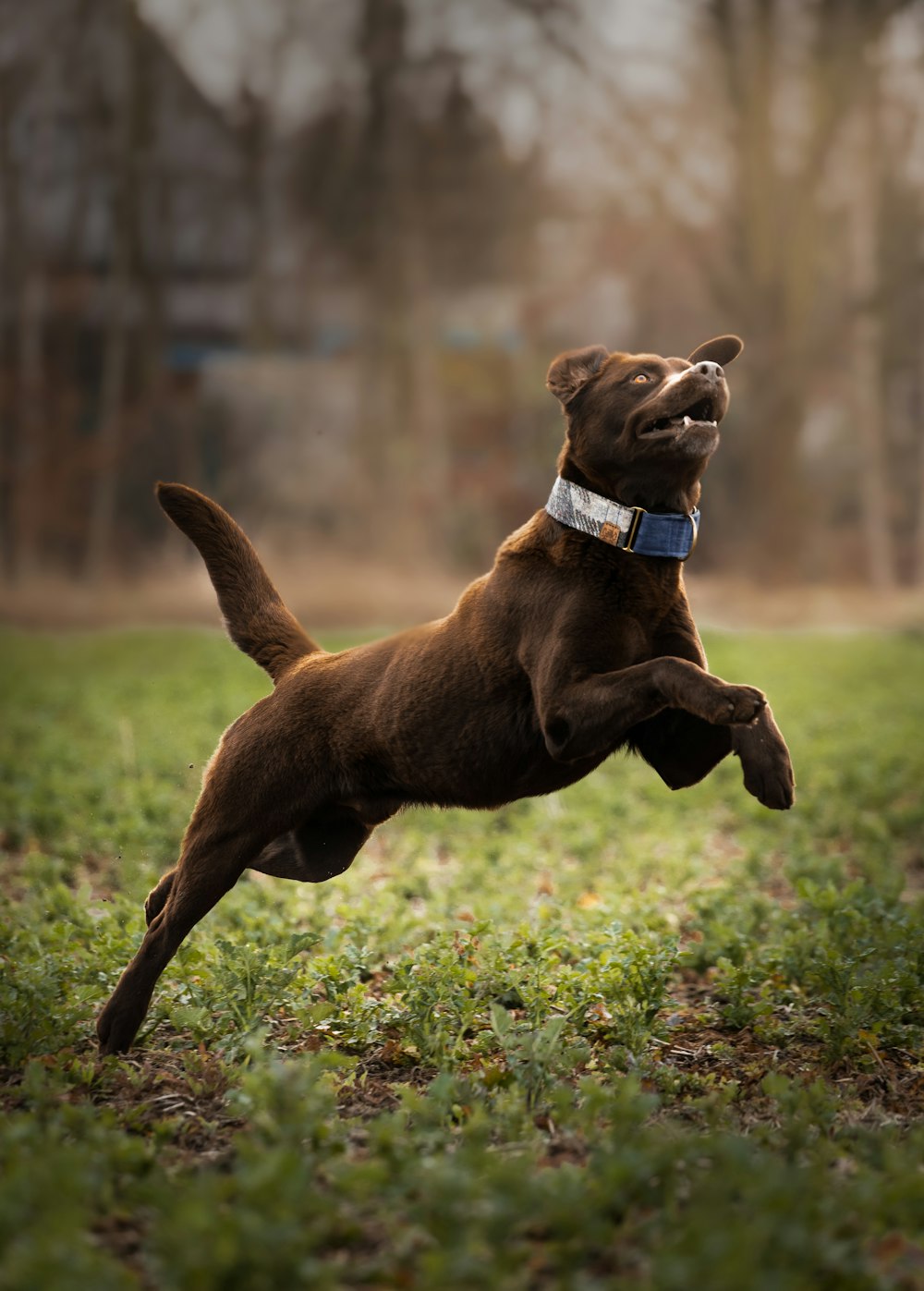 a dog jumping in the air to catch a frisbee