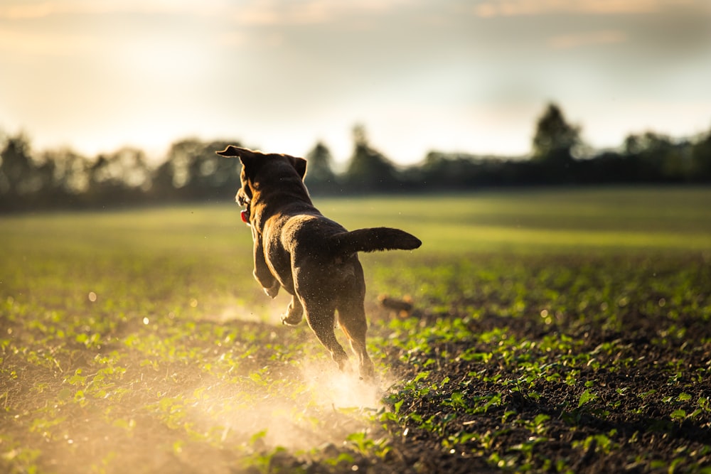 a dog running through a field with a frisbee in its mouth