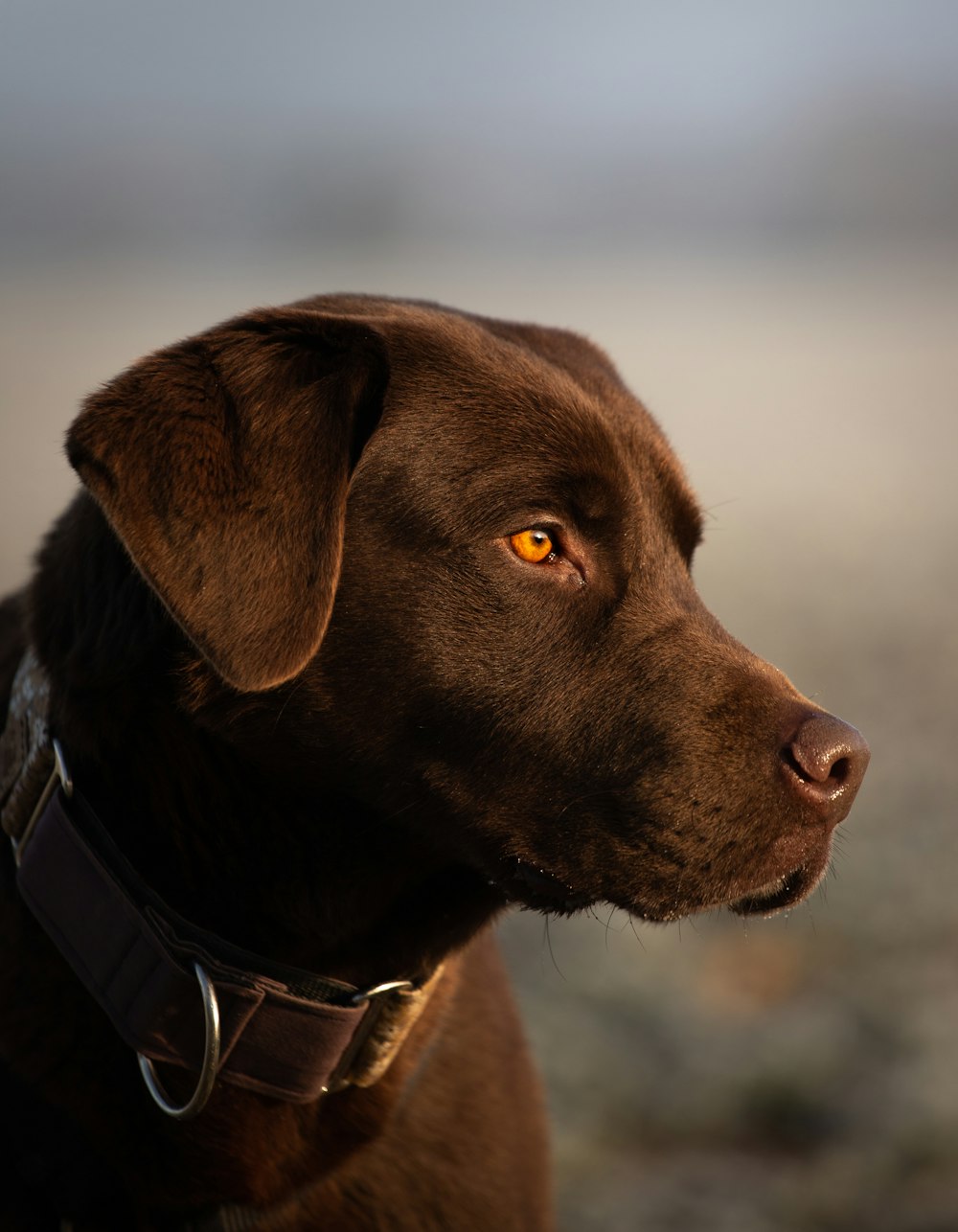 a close up of a brown dog with an orange eye