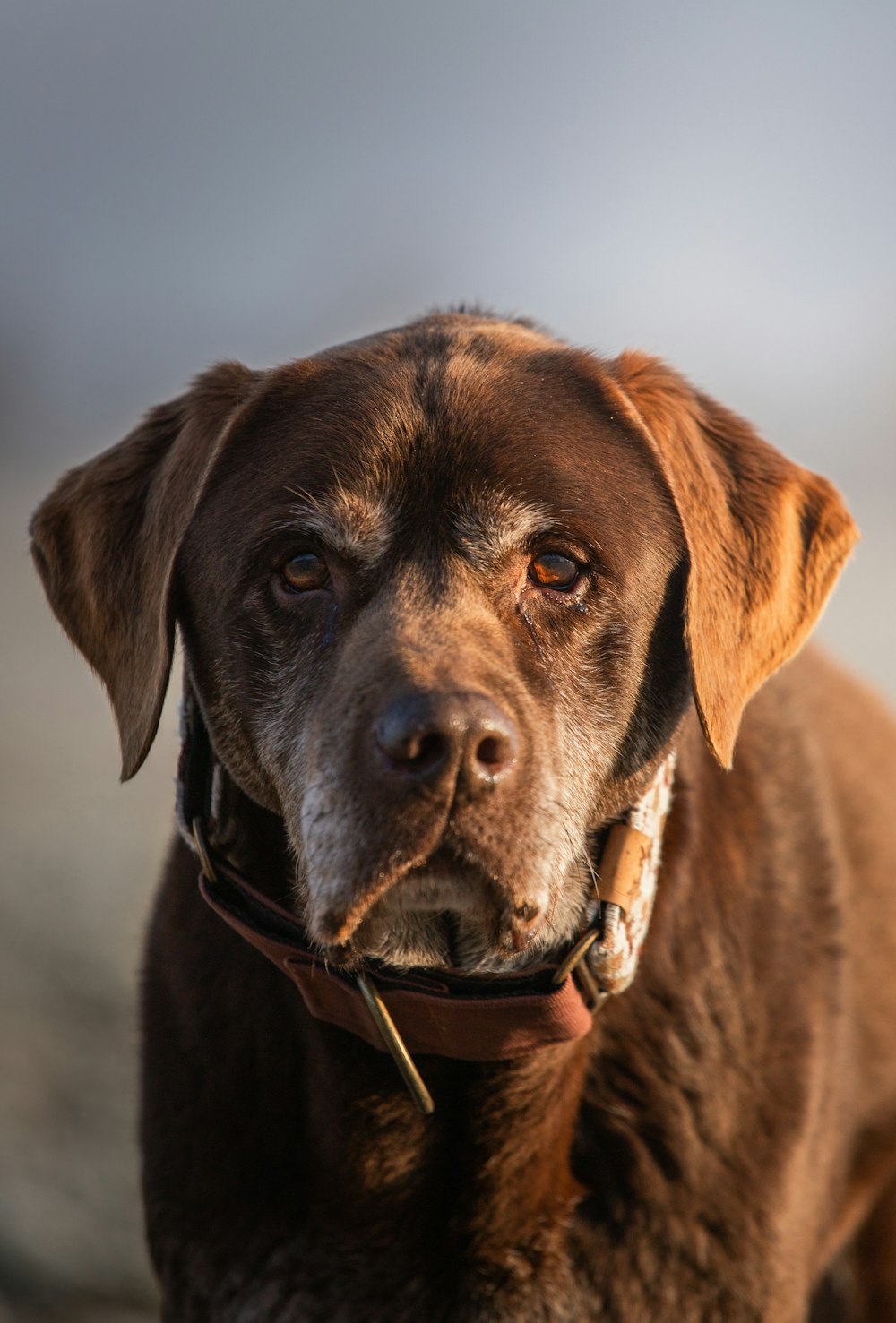 a close up of a brown dog with a collar