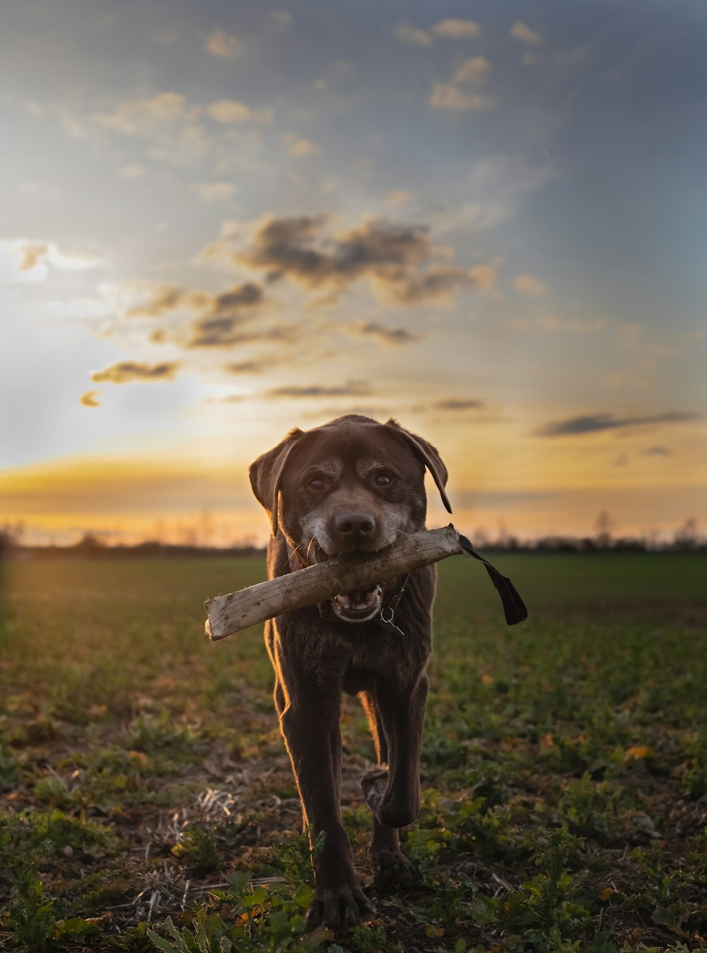 a dog carrying a stick in its mouth