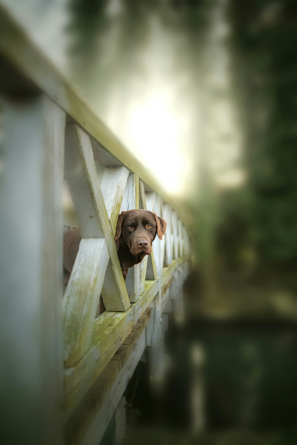 um cachorro espreitando por trás de uma cerca de madeira
