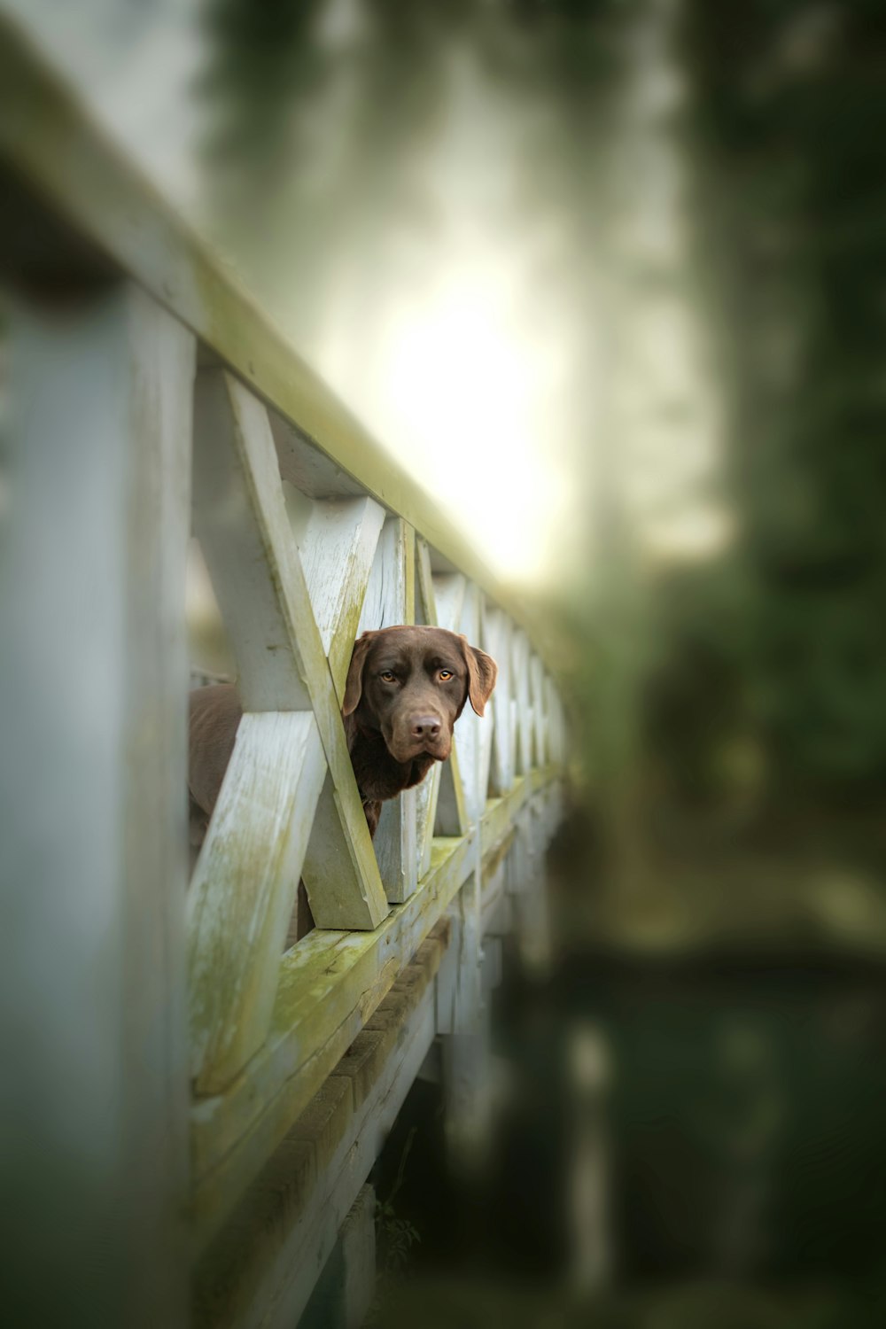 a dog peeking out from behind a wooden fence