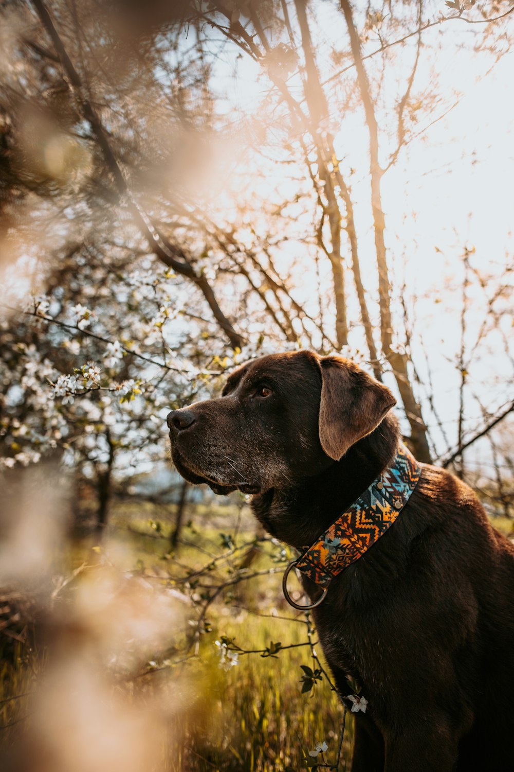 a dog sitting in a field with trees in the background