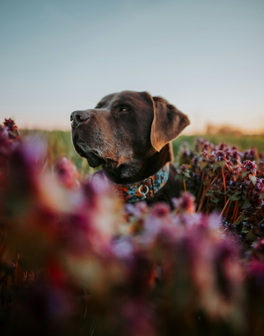 a dog is sitting in a field of flowers