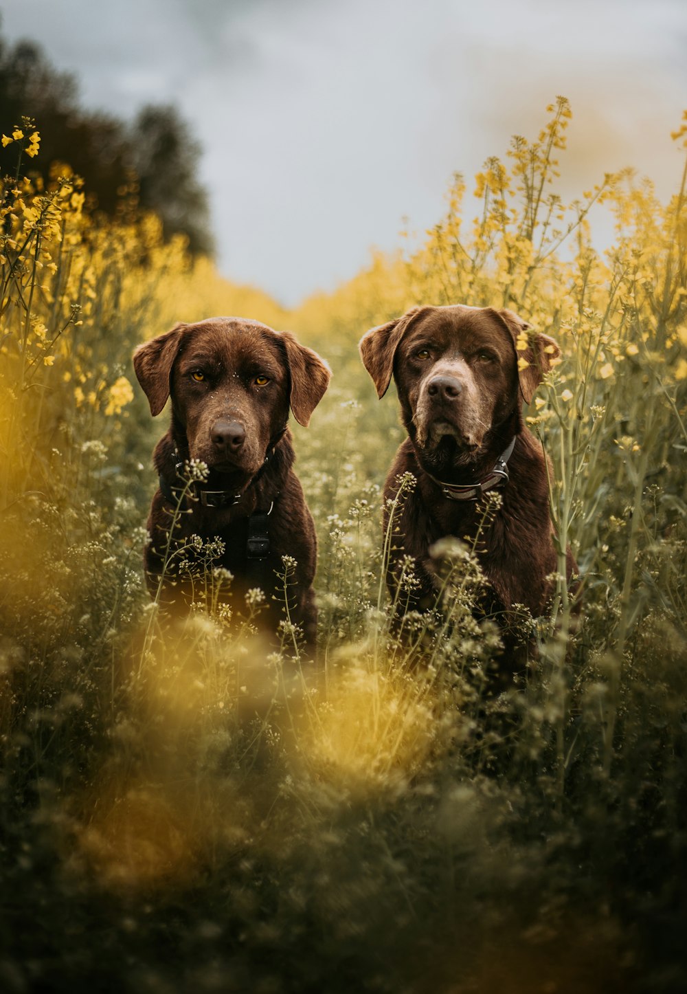 two brown dogs sitting in a field of tall grass