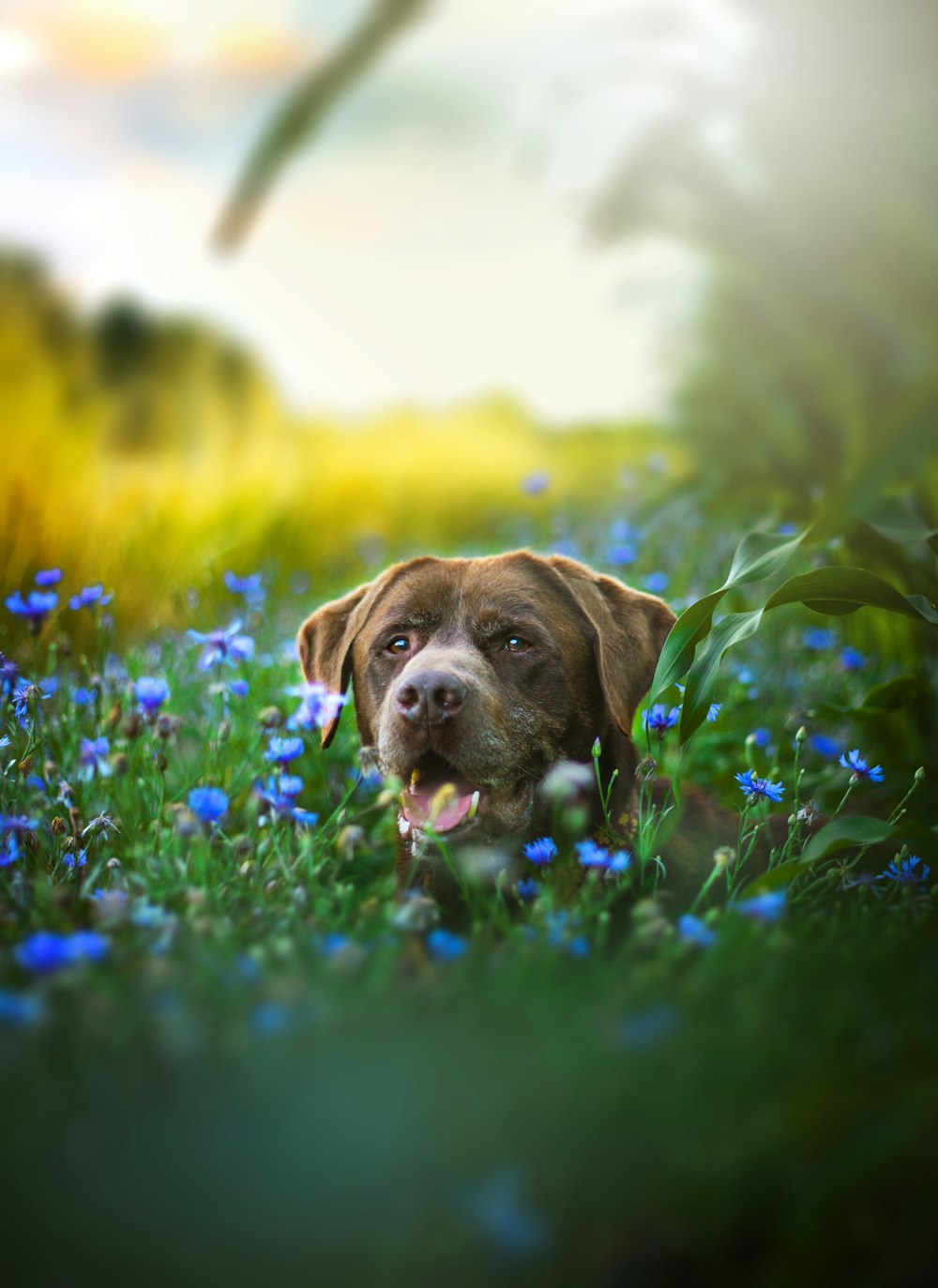 a brown dog laying in a field of blue flowers
