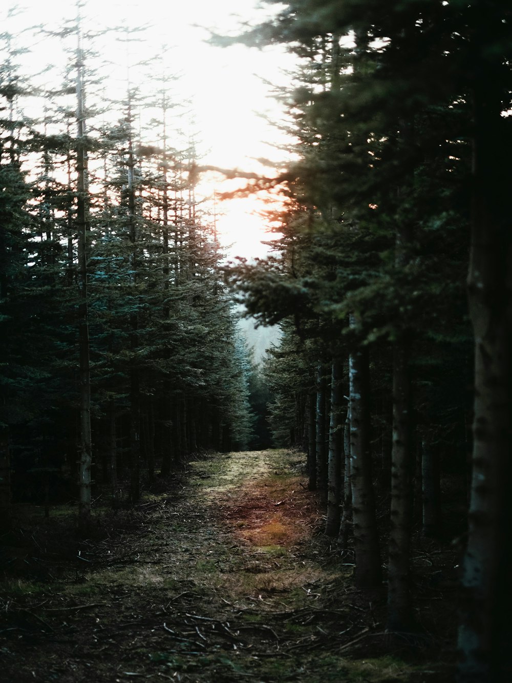 the sun is shining through the trees in the woods