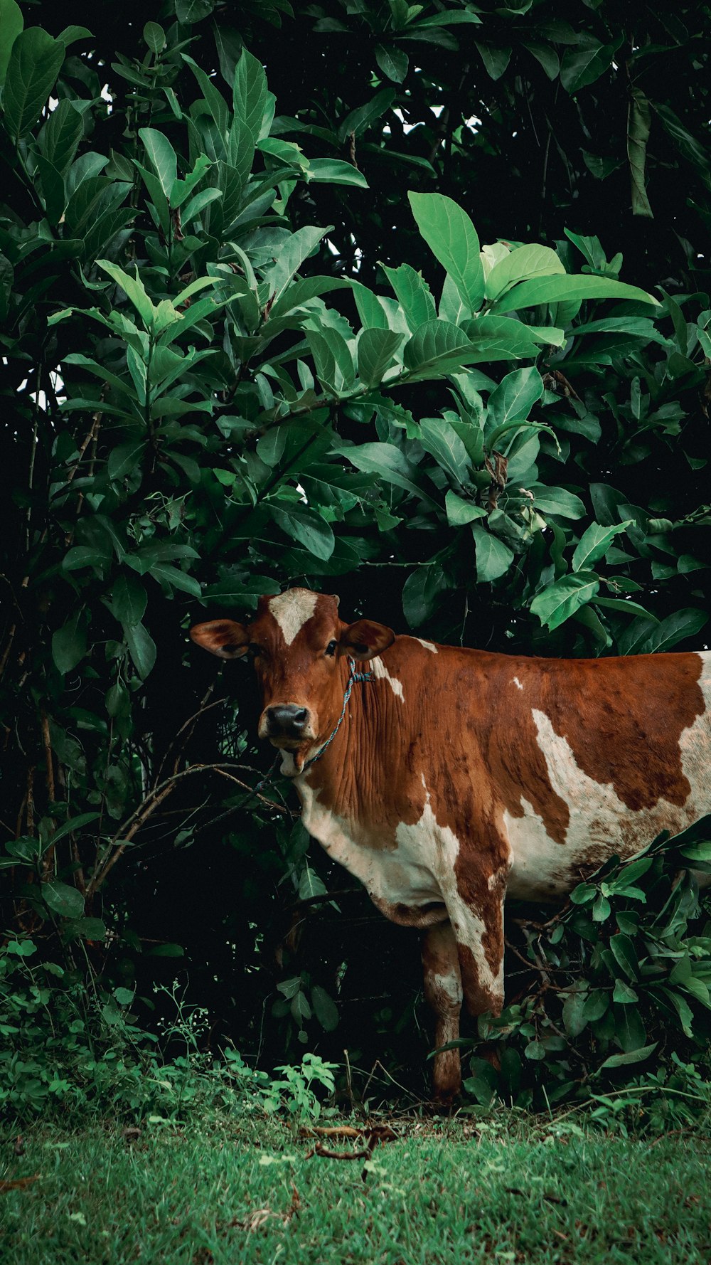 a brown and white cow standing in a lush green forest