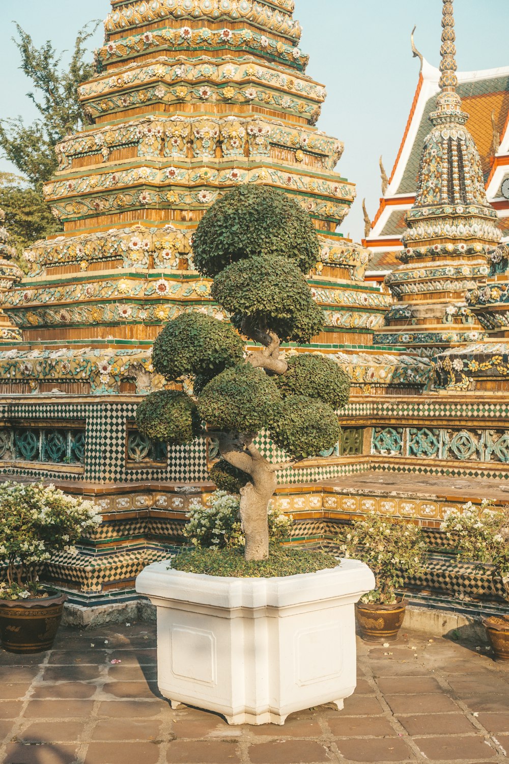 a bonsai tree in a pot in front of a building