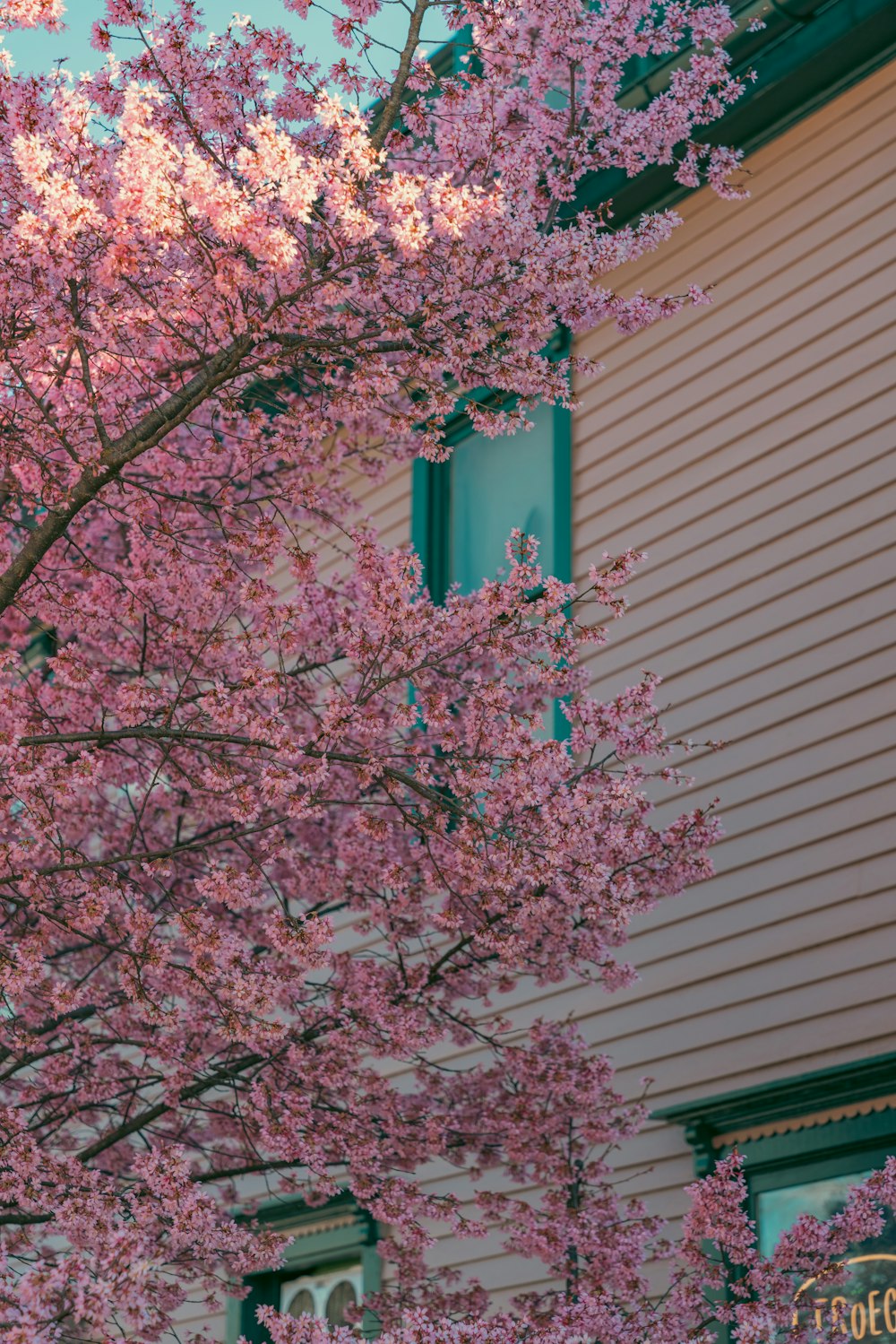 a tree with pink flowers in front of a house