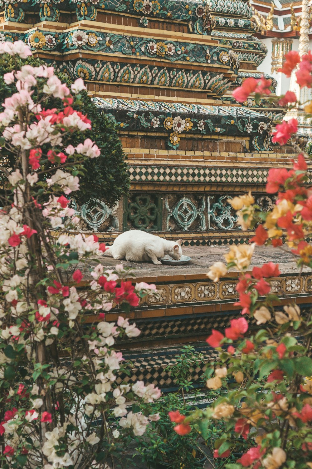a white cat laying on top of a wooden bench surrounded by flowers