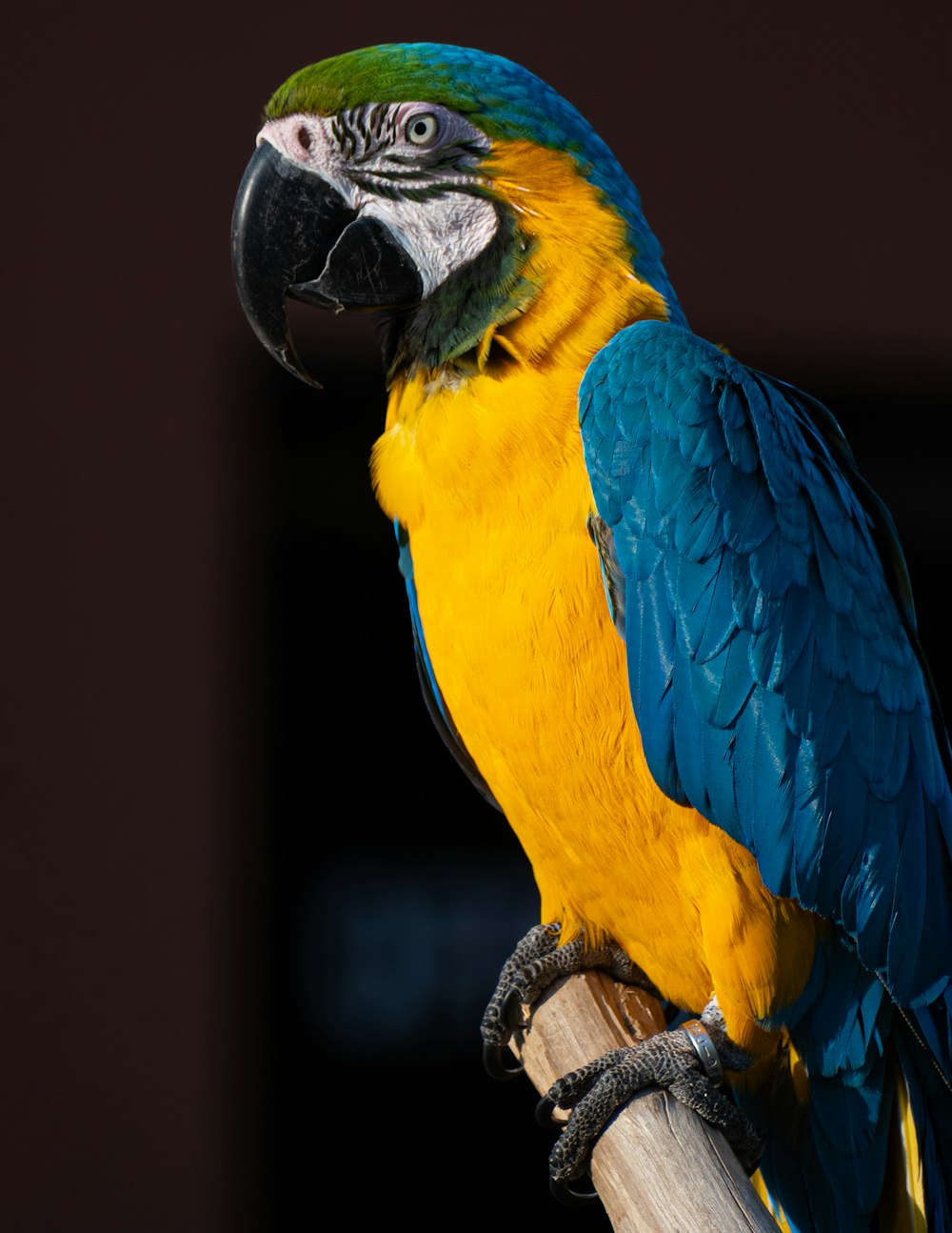 a blue and yellow parrot sitting on top of a wooden stick