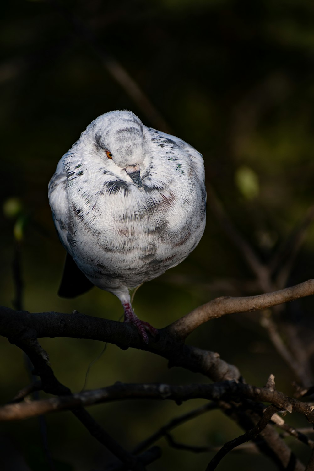 a white bird sitting on a tree branch