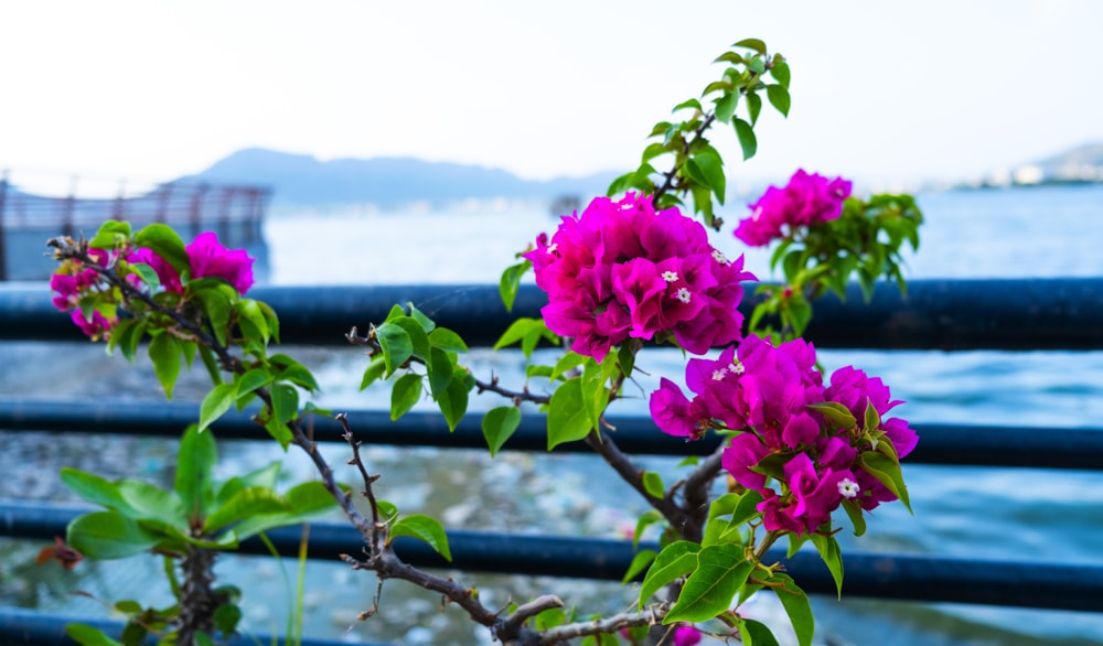 a bush with purple flowers next to a body of water