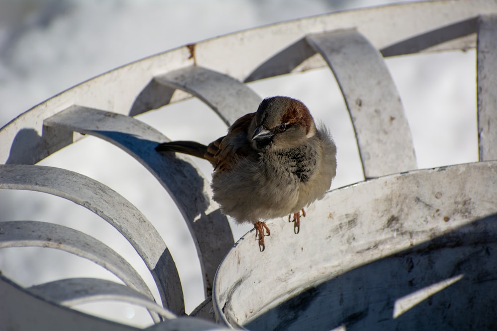 a small bird perched on top of a metal structure