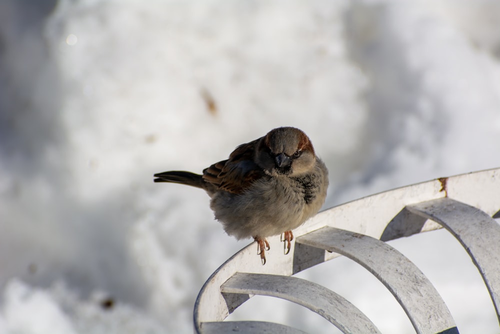 a small bird sitting on top of a metal bench