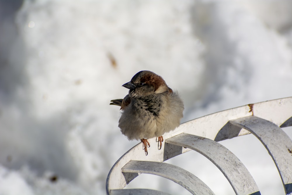 a small bird sitting on top of a metal bench