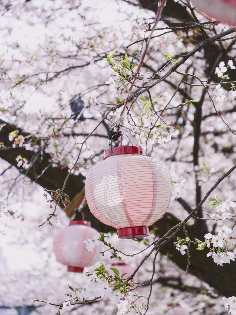 a couple of pink lanterns hanging from a tree