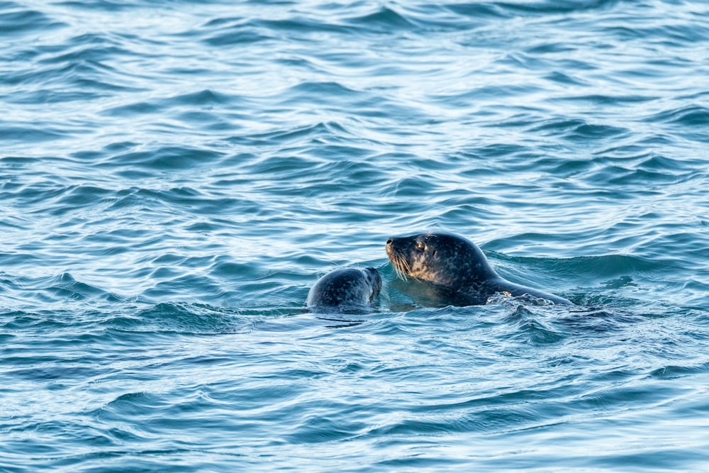 a seal swimming in the ocean with its head above the water