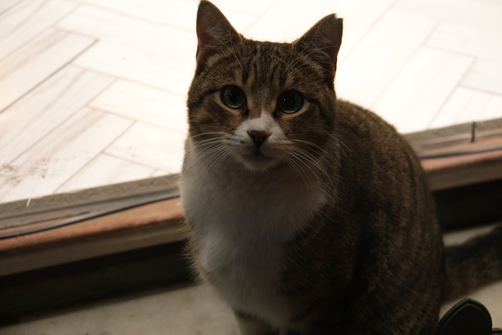 a cat sitting on the floor looking at the camera