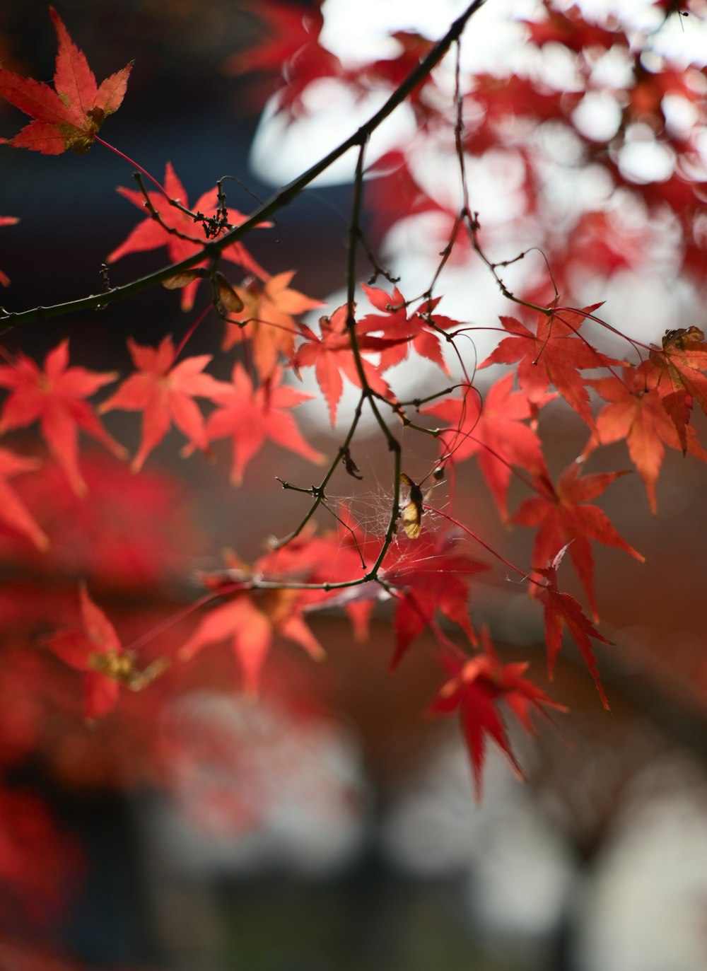 a branch with red leaves and a building in the background