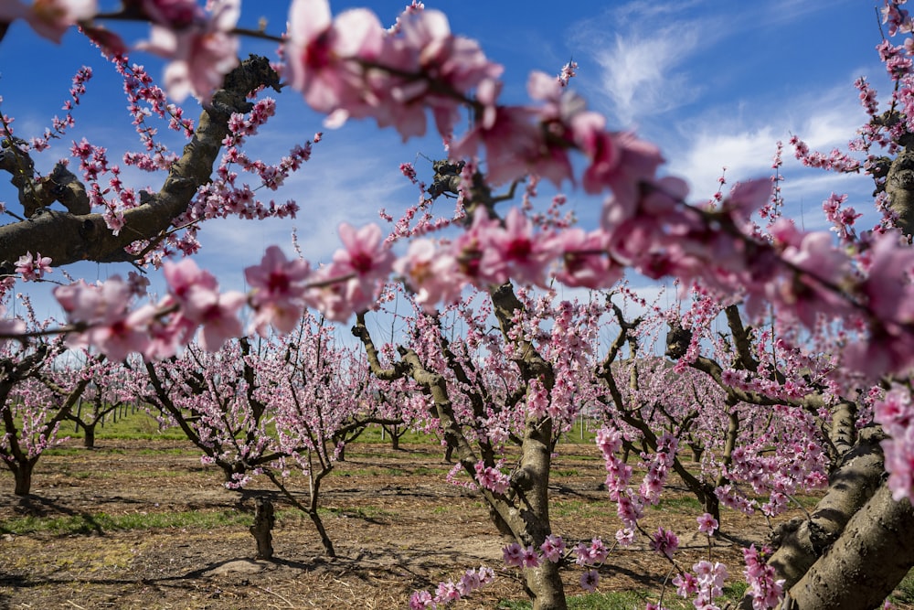 ein Feld mit vielen rosa Blumen darauf