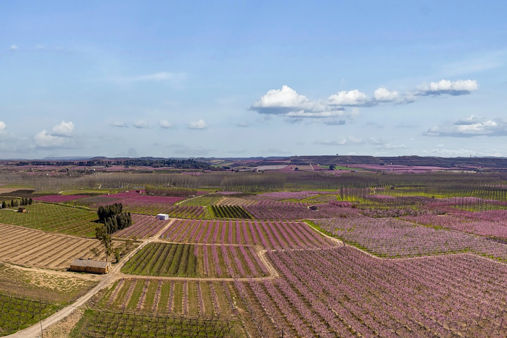 an aerial view of a field of lavender flowers