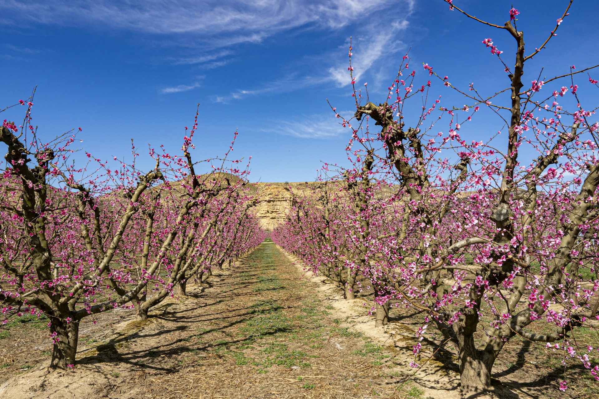 a row of trees with pink flowers on them