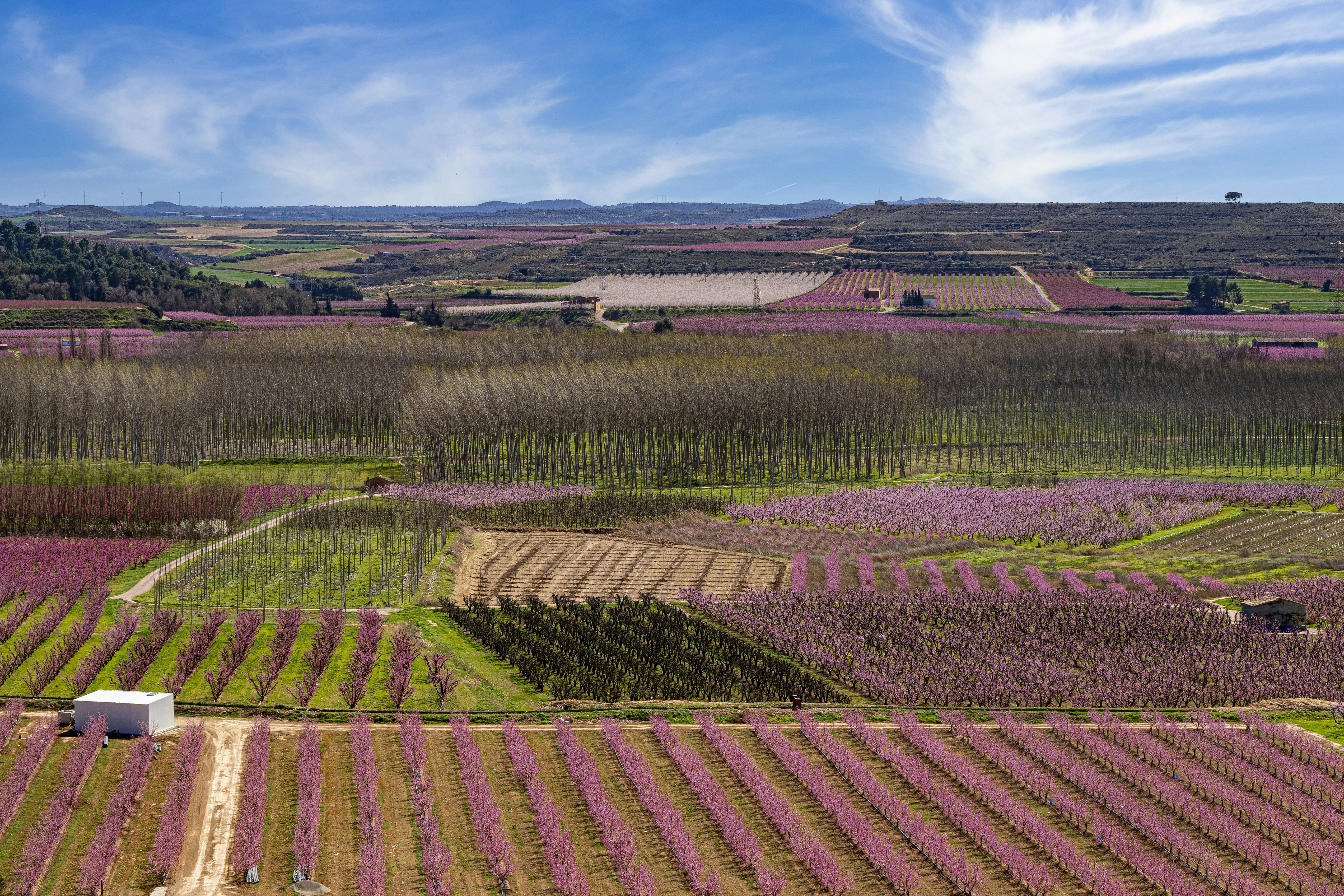 campos de flores cerca de Barcelona.