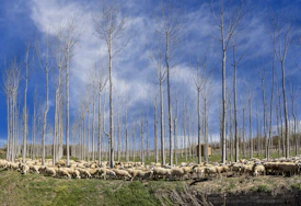 a herd of sheep standing on top of a lush green field