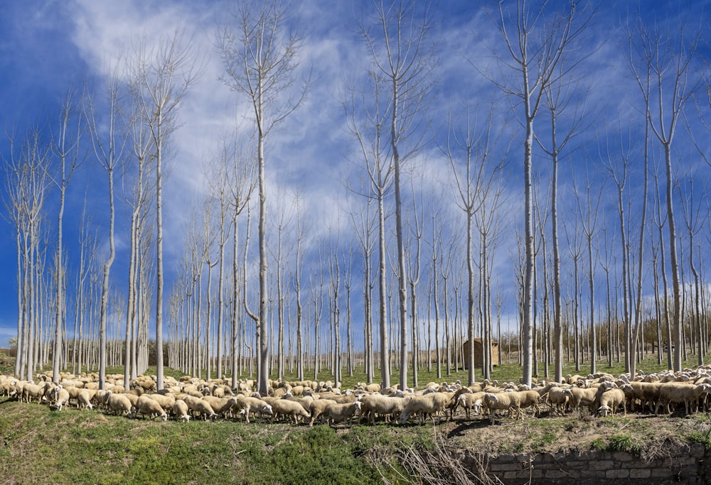 a herd of sheep standing on top of a lush green field