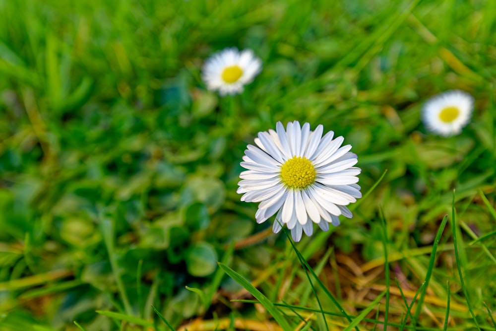 a couple of white flowers sitting on top of a lush green field