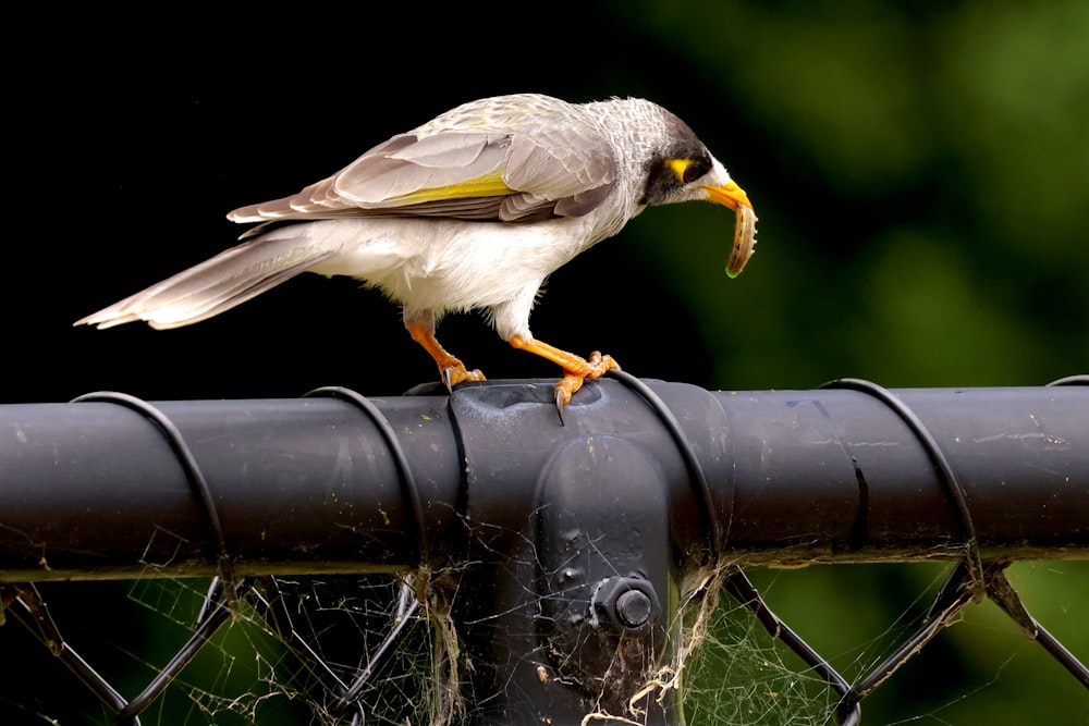 a bird perched on top of a metal fence