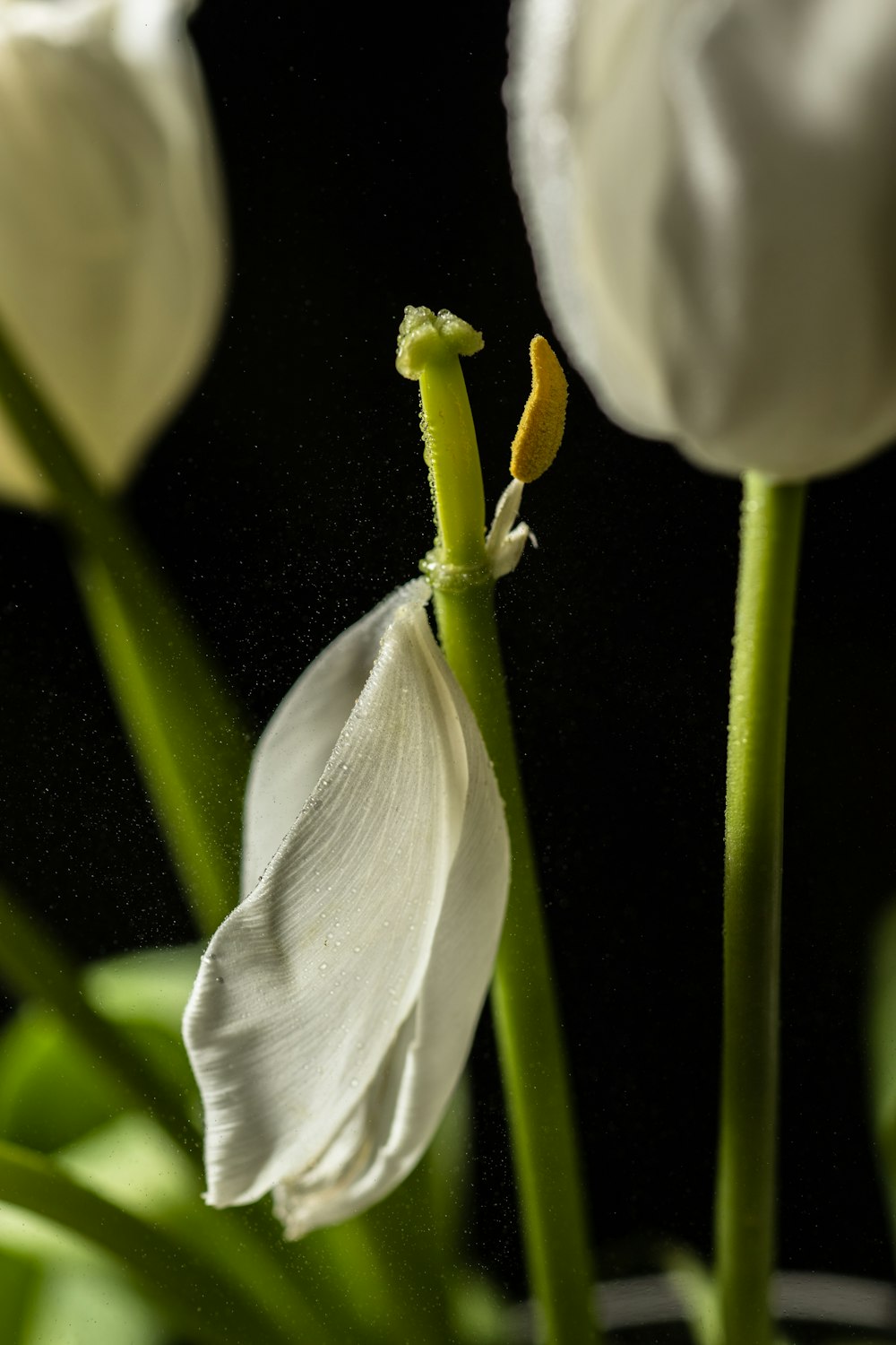 a close up of a white flower on a black background
