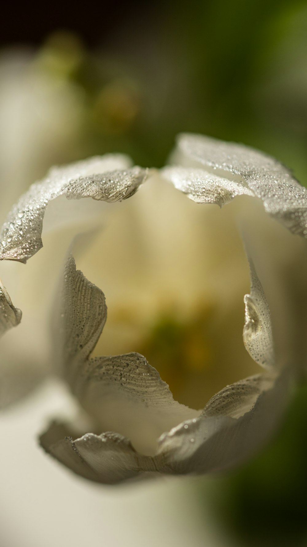 a close up of a flower with water droplets on it