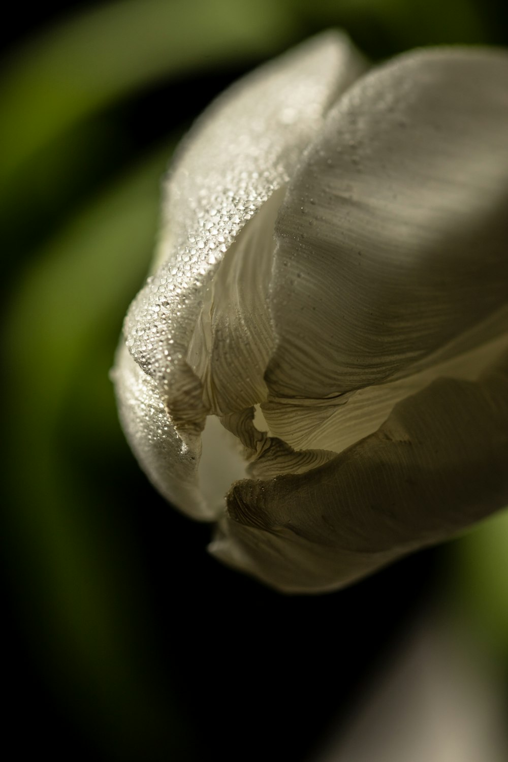 a close up of a flower with water droplets on it