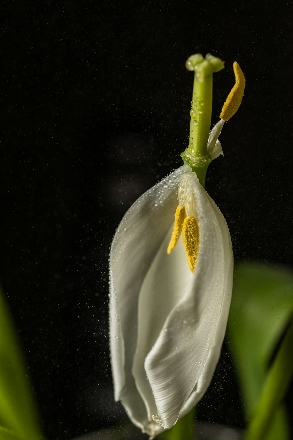 um close up de uma flor com gotículas de água sobre ela