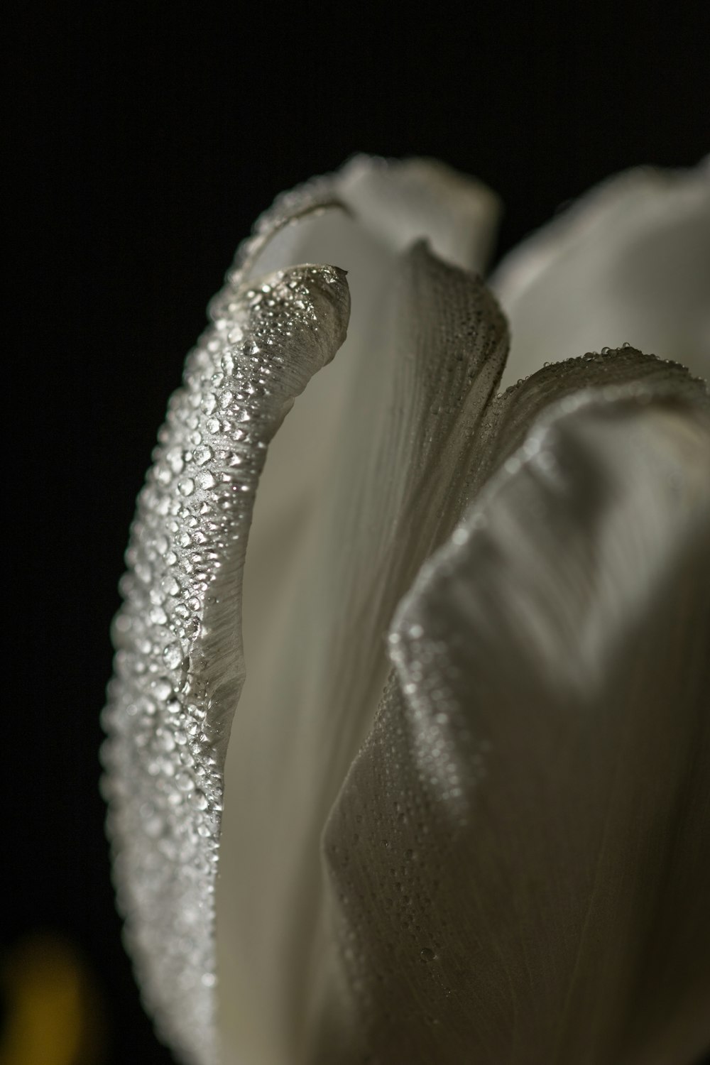 a close up of a flower with a black background